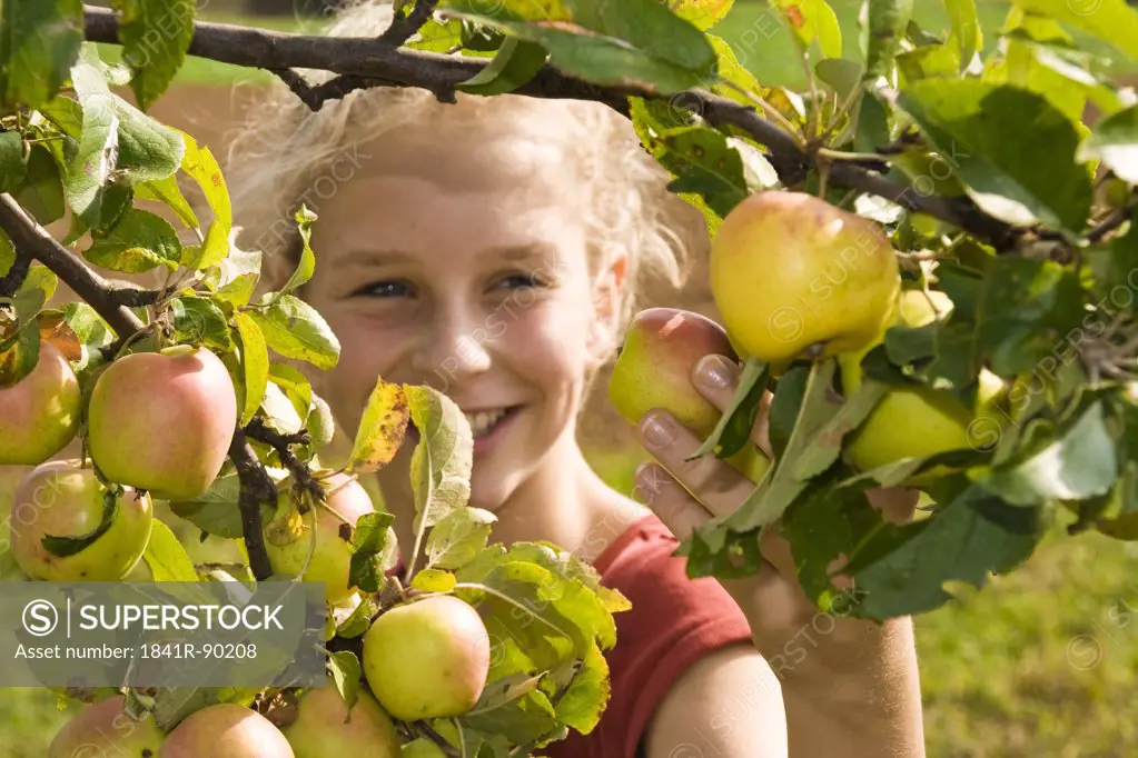 Close-up of woman picking apple from tree