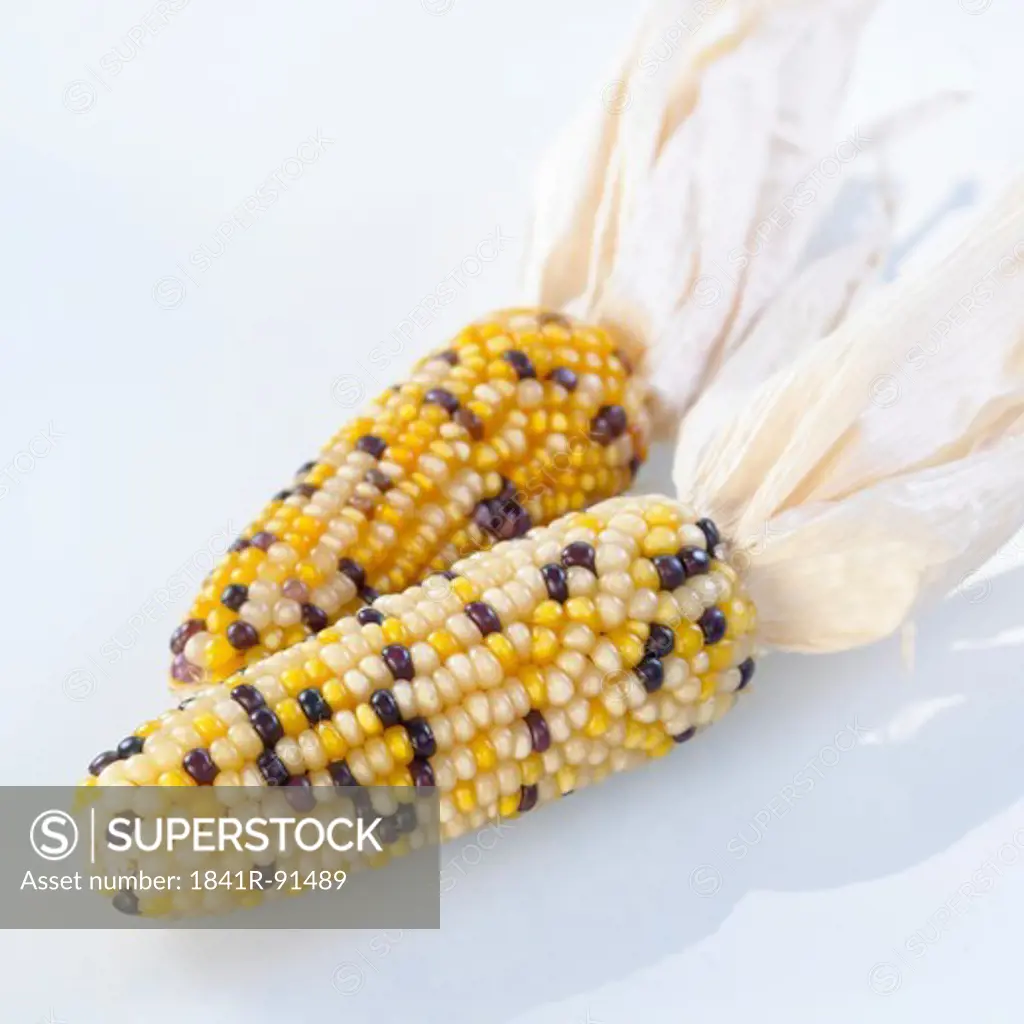 Close-up of sweet corns