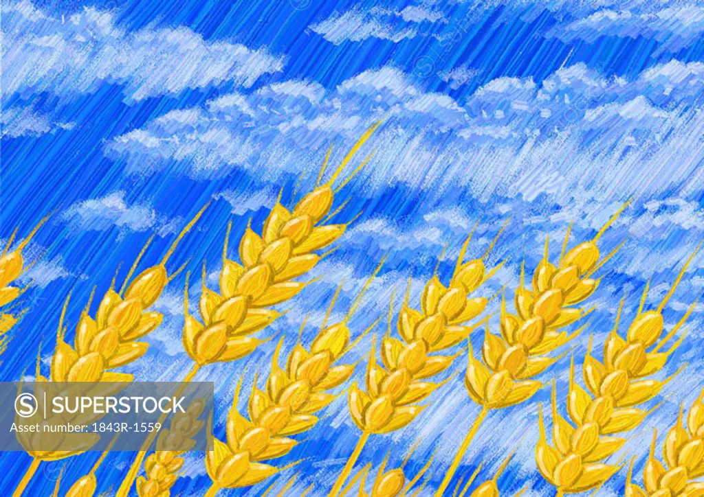 Wheat against blue sky with white clouds