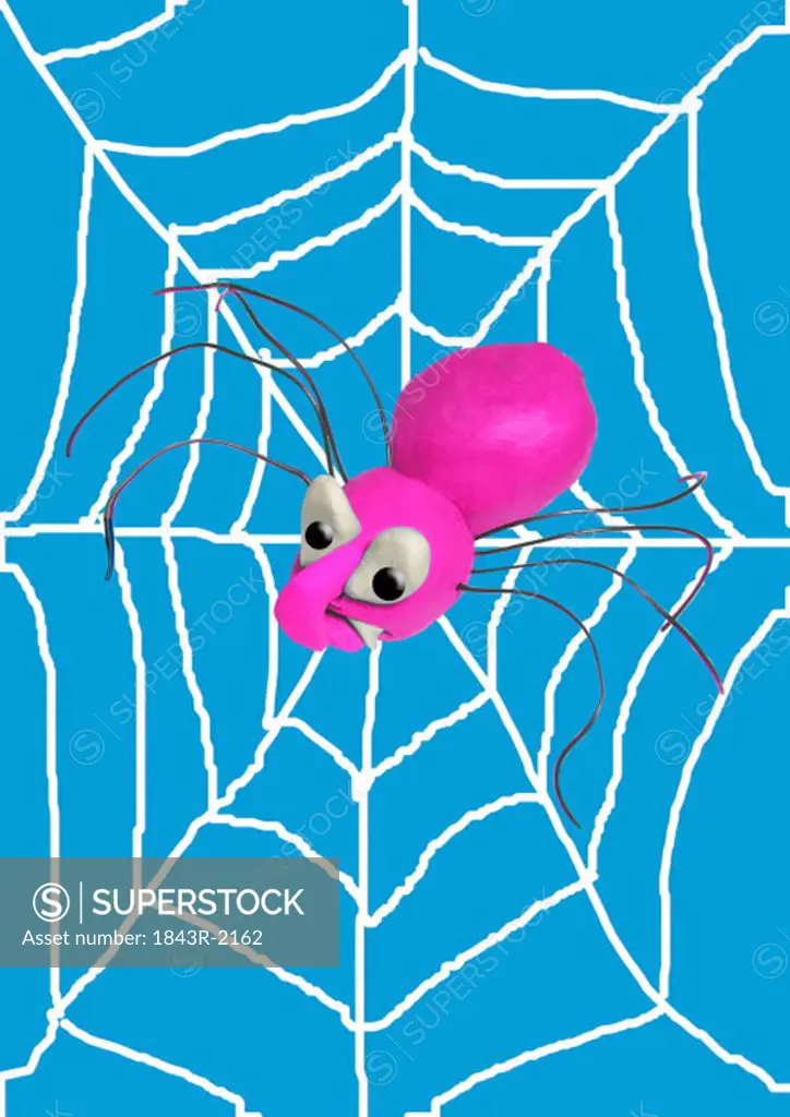 Spider on its web