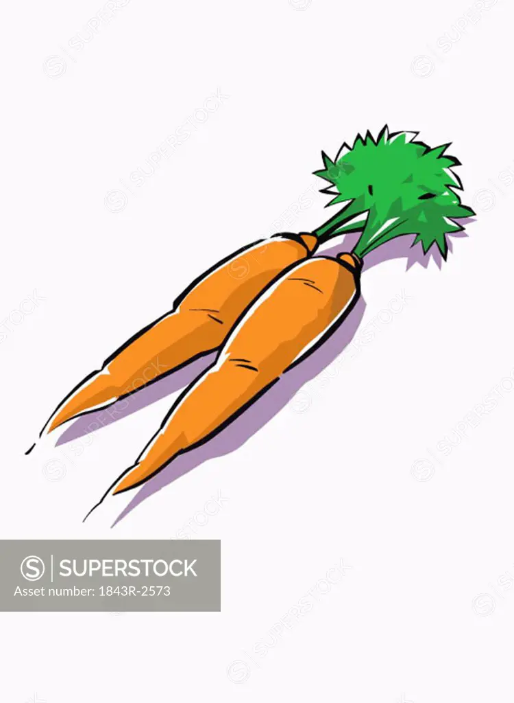 Two whole carrots with greens