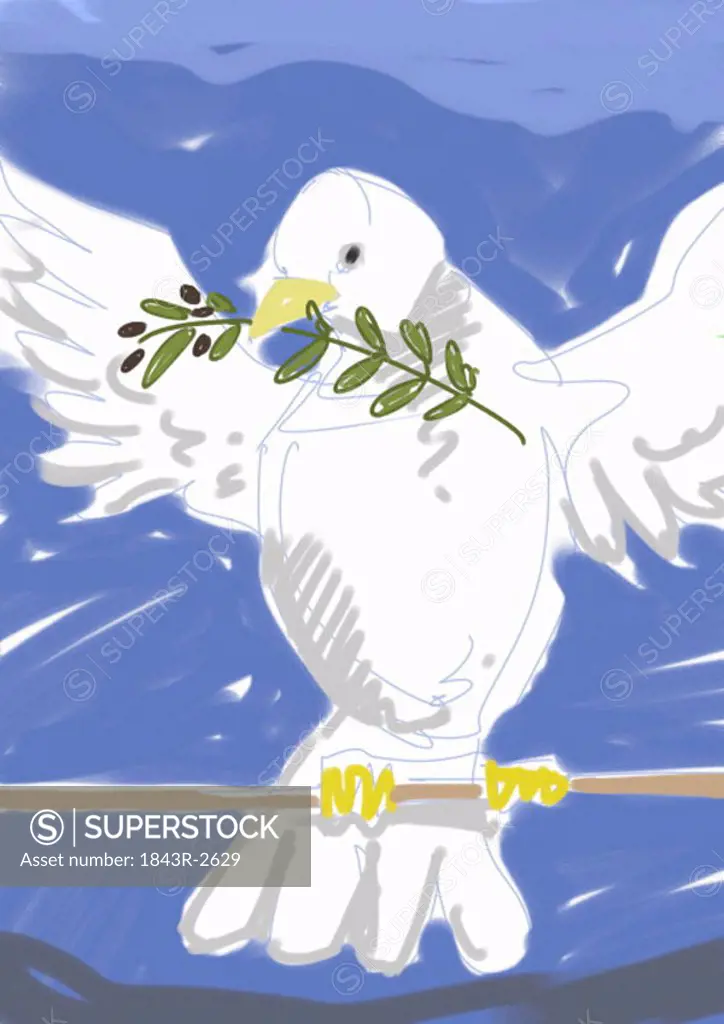 White dove with olive branch in beak and wings spread