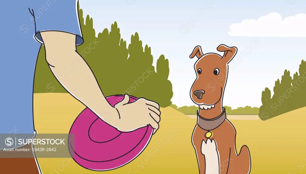 Dog fixated by Frisbee