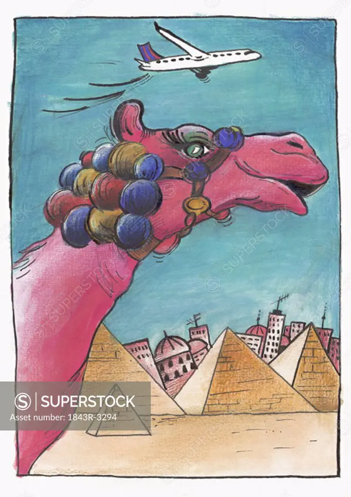 Decorated female pink camel with Egyptian pyramids as a backdrop