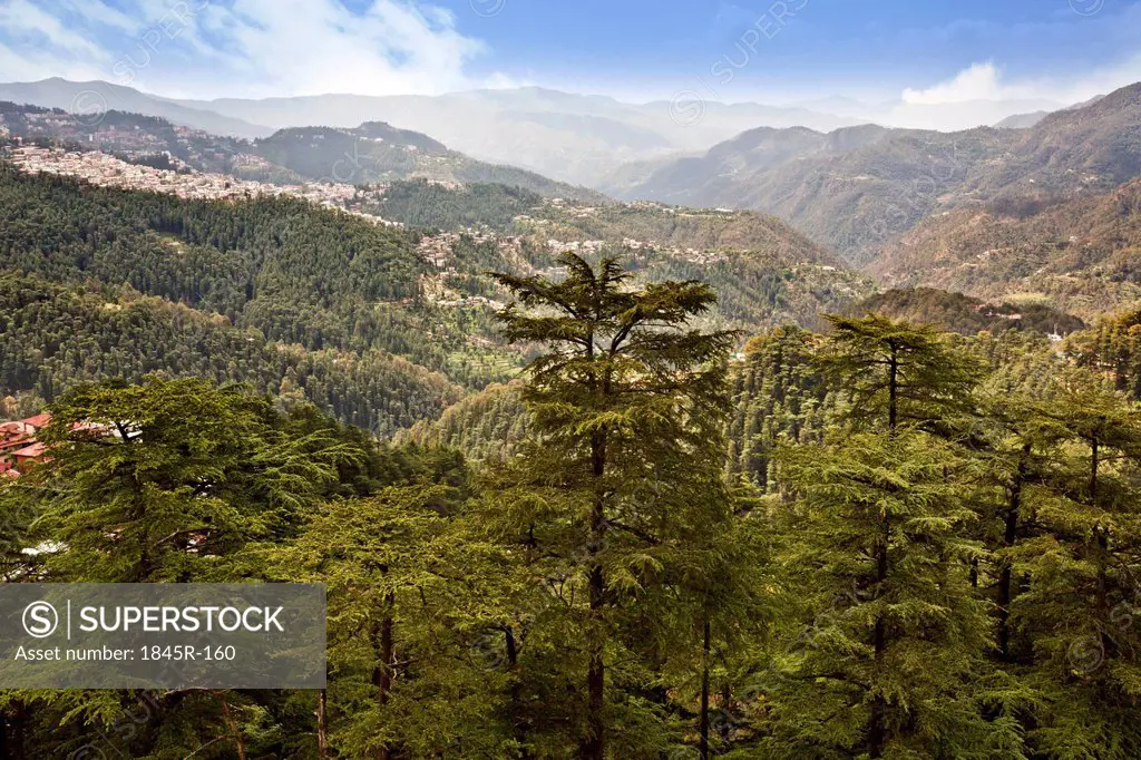 Trees on mountains, Shimla, Himachal Pradesh, India