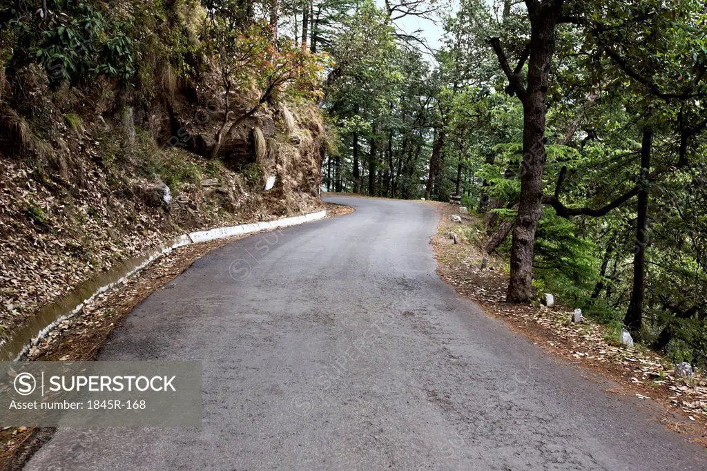 Road passing through a forest, Shimla, Himachal Pradesh, India