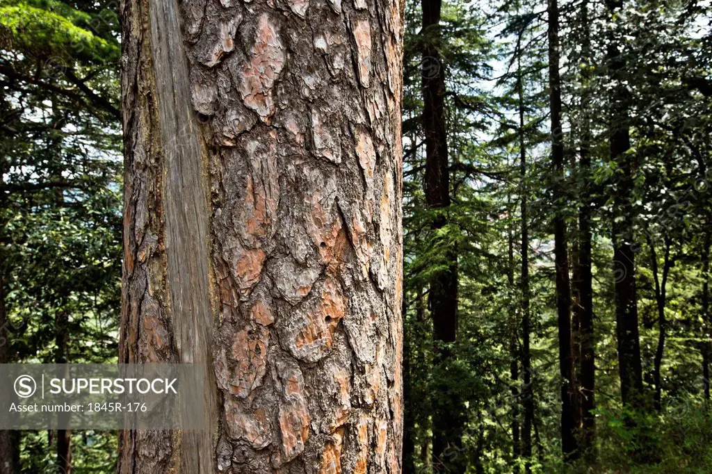 Bark of a tree, Shimla, Himachal Pradesh, India