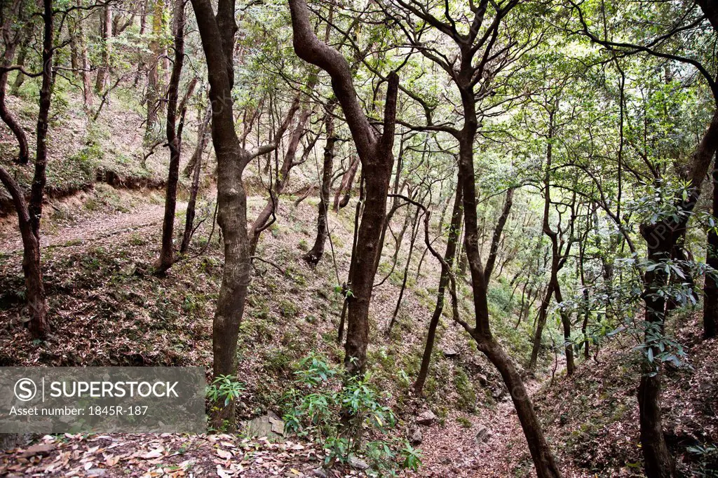 Trees in a forest, Shimla, Himachal Pradesh, India