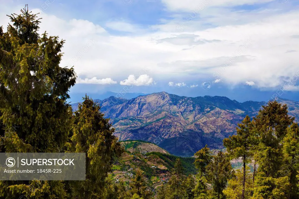 Trees with mountain range in the background, Kufri, Shimla, Himachal Pradesh, India