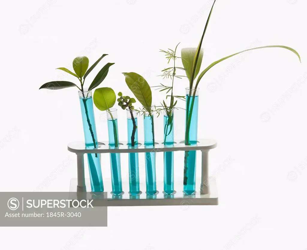 Close-up of test tubes with plants
