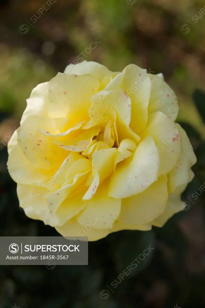 Close-up of a yellow Rose, Gwalior, Madhya Pradesh, India