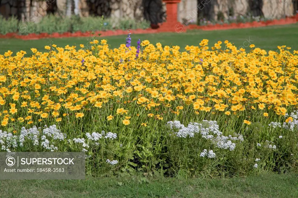 Yellow flowers in a garden, Gwalior, Madhya Pradesh, India