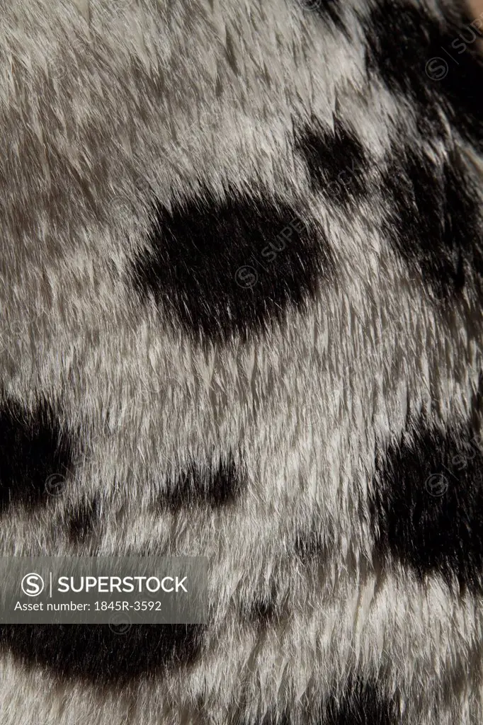 Details of an animal skin, Gwalior, Madhya Pradesh, India