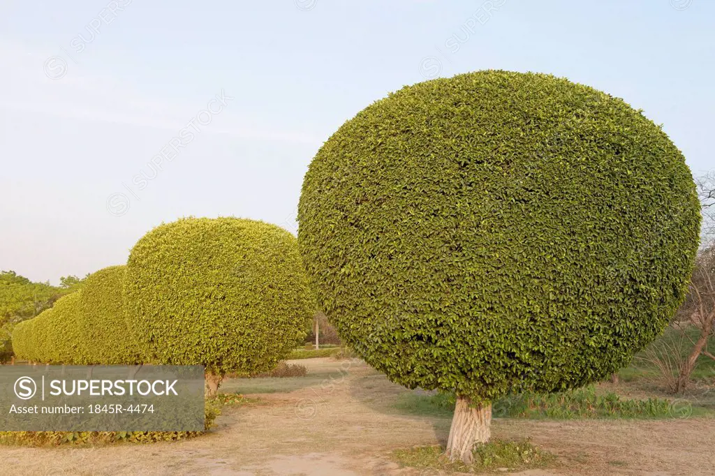 Ornamental trees in a garden, Lotus Temple, New Delhi, India