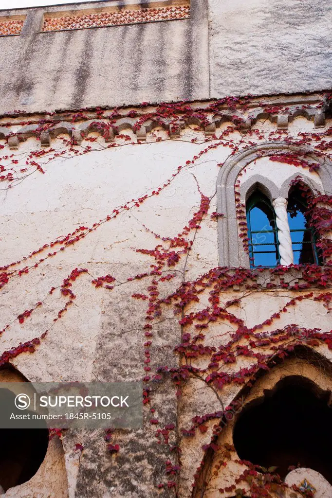 Ivy on the wall of a building, Amalfi, Province Of Salerno, Campania, Italy