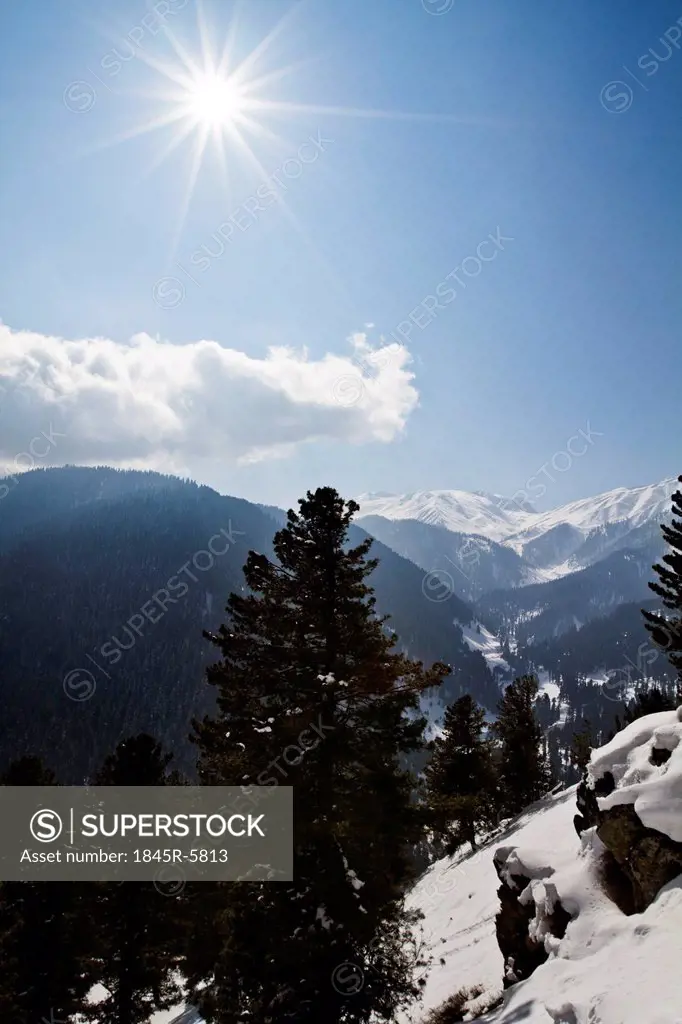 Trees on a snow covered mountain, Kashmir, Jammu And Kashmir, India
