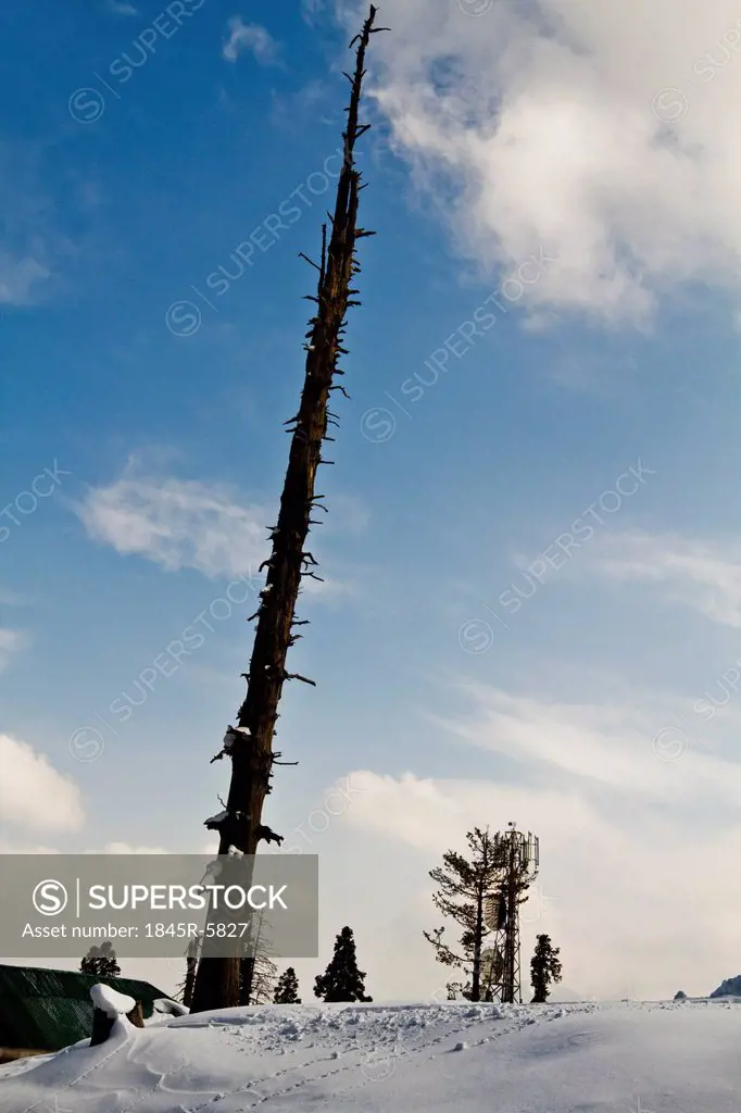 Dead tree on a snow covered hill, Kashmir, Jammu And Kashmir, India