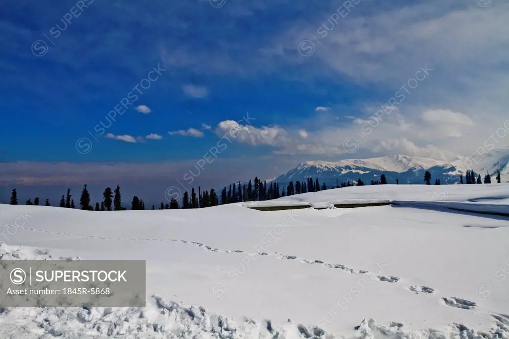 Trees on a snow covered landscape, Kashmir, Jammu And Kashmir, India