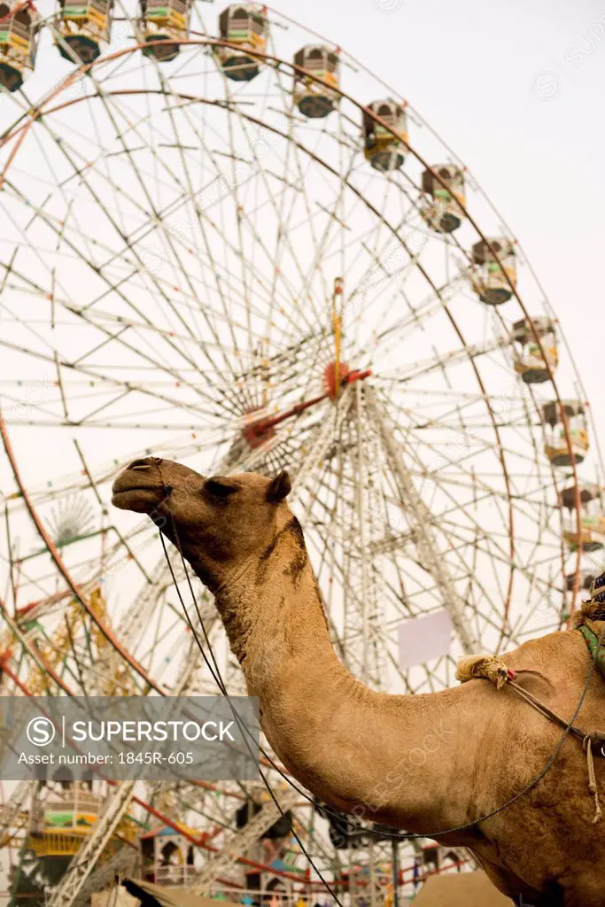 Low angle view of a camel and ferris wheel at Pushkar Camel Fair, Pushkar, Ajmer, Rajasthan, India