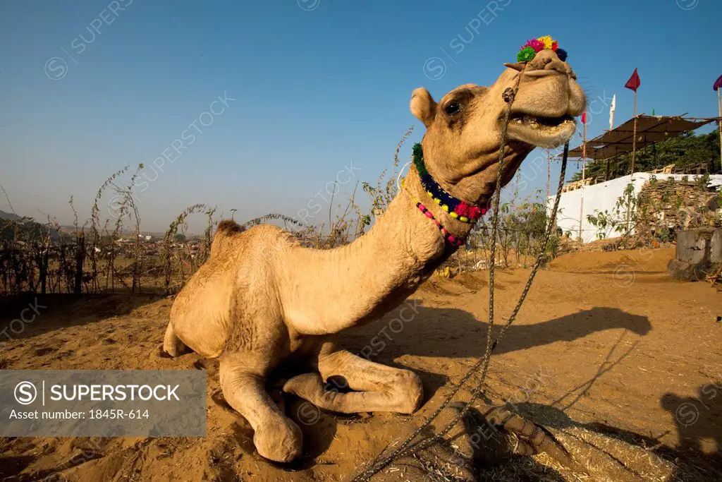Camel sitting on sand at Pushkar Camel Fair, Pushkar, Ajmer, Rajasthan, India