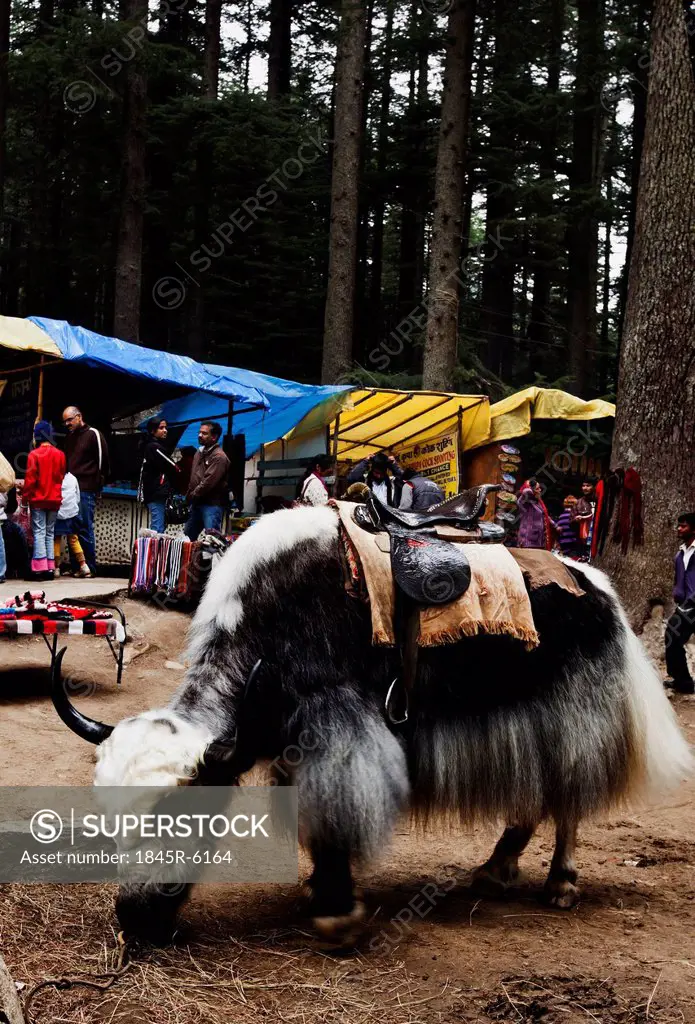 Yak grazing with tourists shopping in the street market, Manali, Himachal Pradesh, India