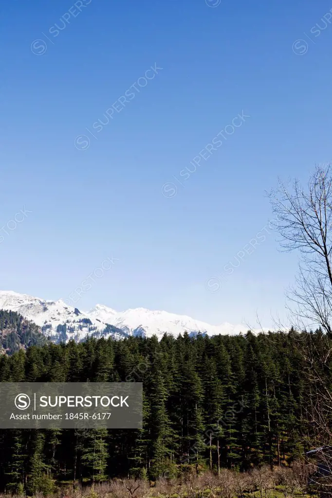 Forest with snow covered mountains in the background, Manali, Himachal Pradesh, India