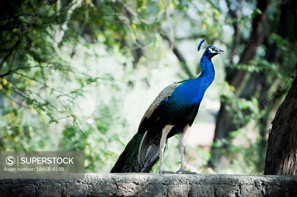 Peacock, Sohna, Haryana, India