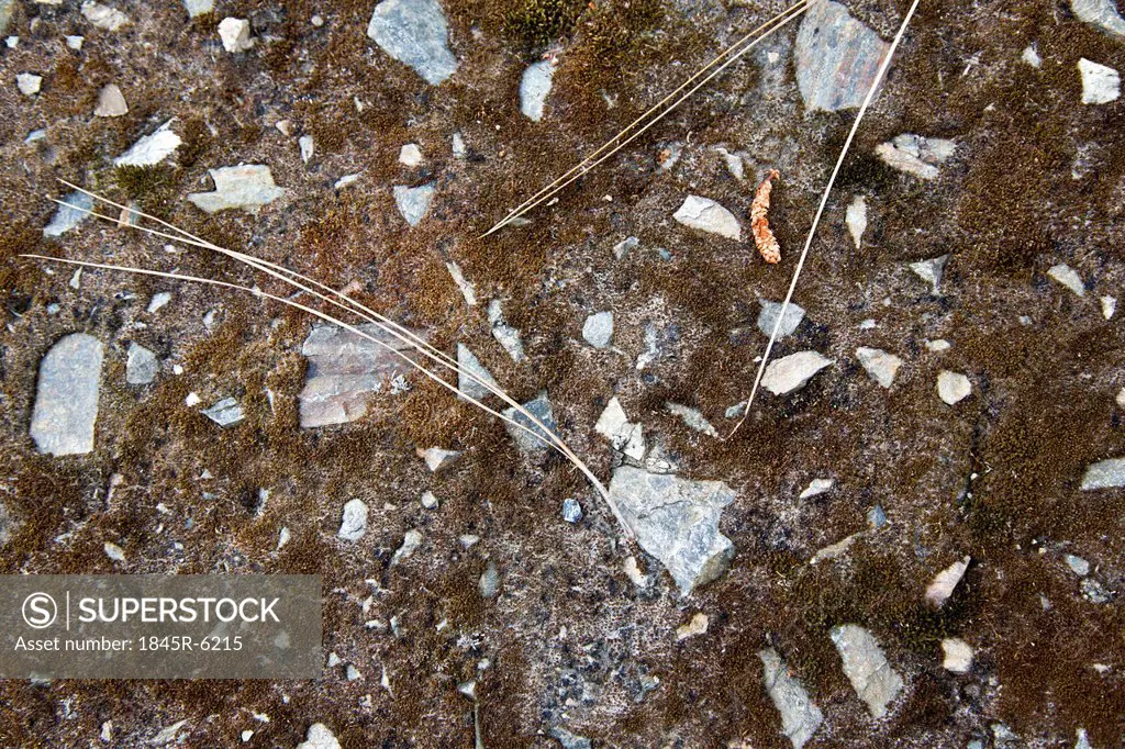 Close-up of stones with moss, Shimla, Himachal Pradesh, India