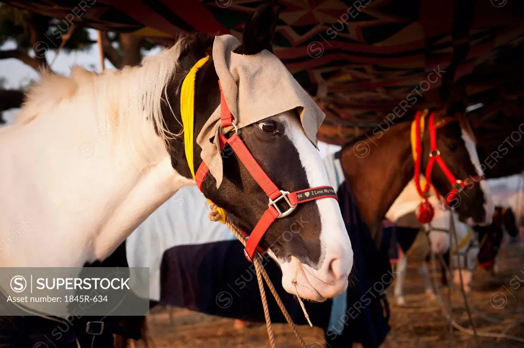 Horses at Pushkar Camel Fair, Pushkar, Ajmer, Rajasthan, India