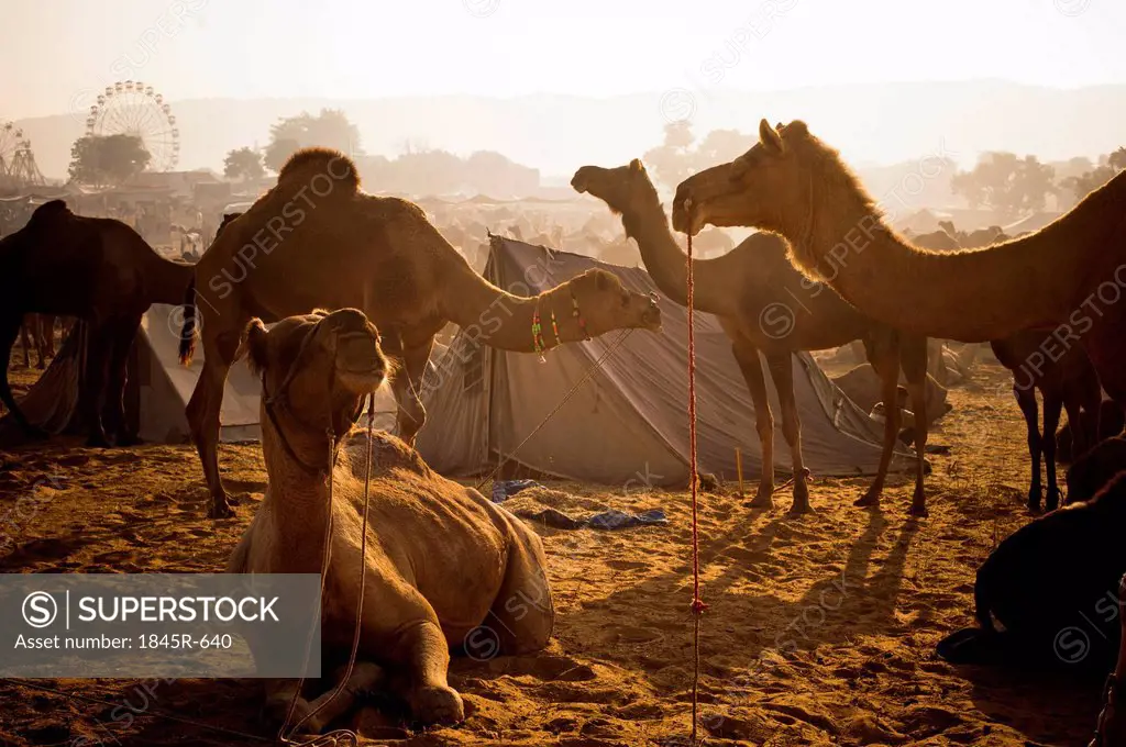 Camels at Pushkar Camel Fair, Pushkar, Ajmer, Rajasthan, India