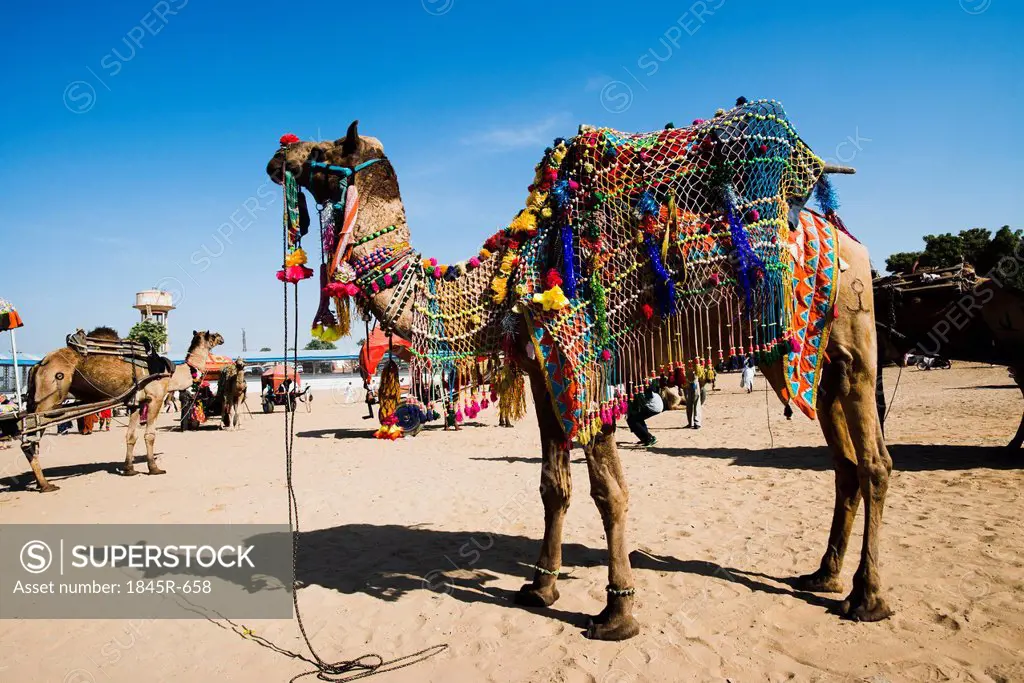 Decorated camel in Pushkar Camel Fair, Pushkar, Ajmer, Rajasthan, India