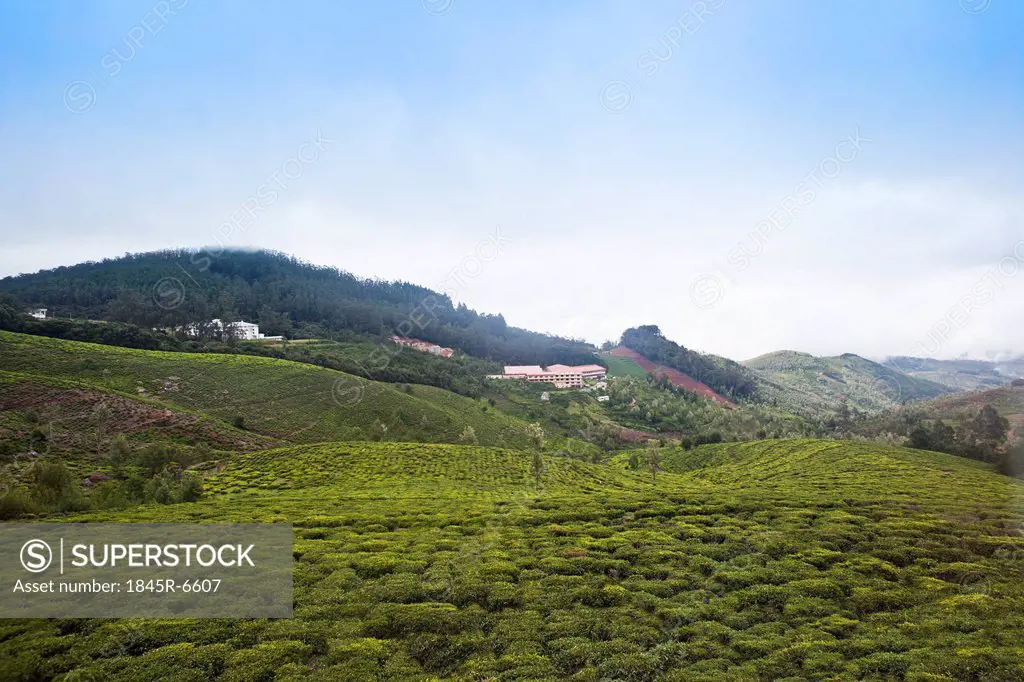 Tea cultivation in the valley, Ooty, Tamil Nadu, India