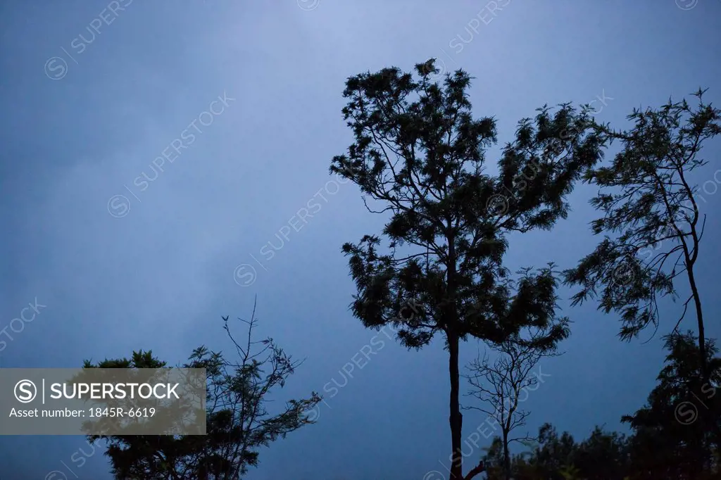Low angle view of trees under the cloudy sky, Ooty, Tamil Nadu, India
