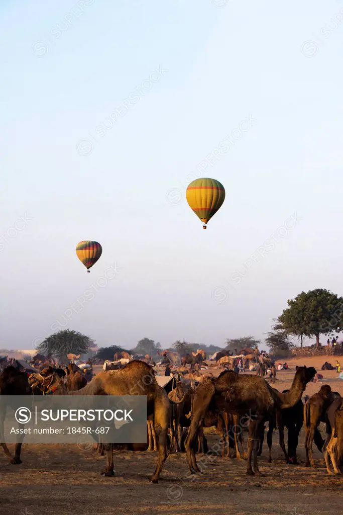 Camels with hot air balloons in the background in Pushkar Camel Fair, Pushkar, Ajmer, Rajasthan, India
