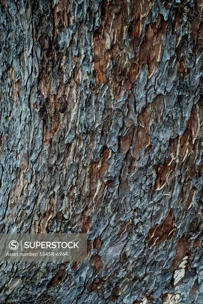 Close-up of a tree bark, Mysore, Karnataka, India