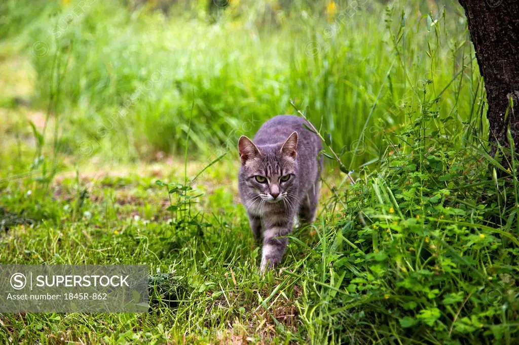 Bobcat walking in a forest, Venice, Veneto, Italy