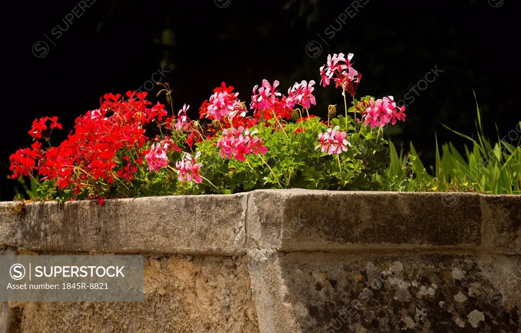Flowers in a garden, Villa Cimbrone, Ravello, Province of Salerno, Campania, Italy