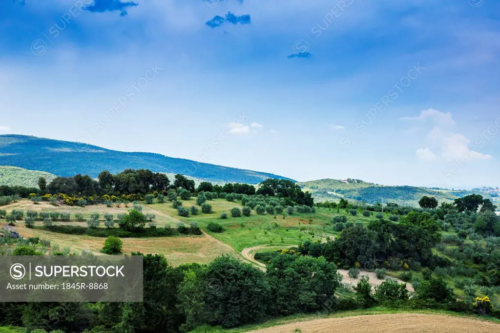 Trees and plants on a landscape, Volterra, Province of Pisa, Tuscany, Italy