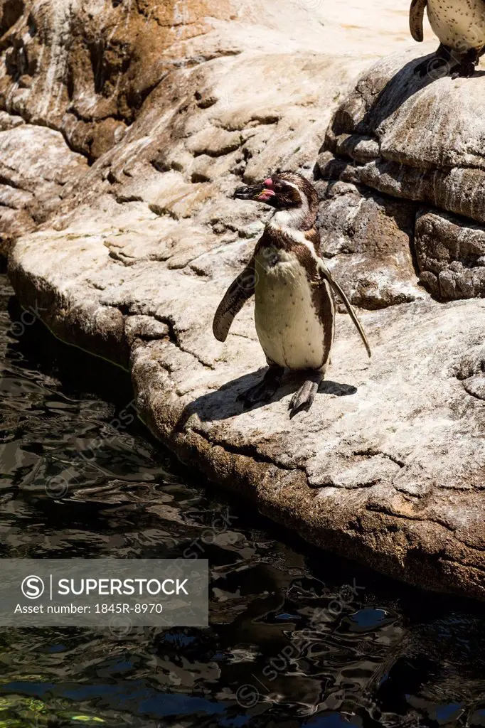 High angle view of Humboldt penguins (Spheniscus Humboldt) in a zoo, Barcelona Zoo, Barcelona, Catalonia, Spain