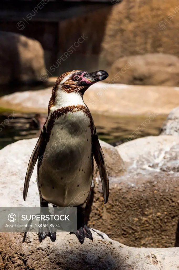 Humboldt penguin (Spheniscus Humboldt) in a zoo, Barcelona Zoo, Barcelona, Catalonia, Spain