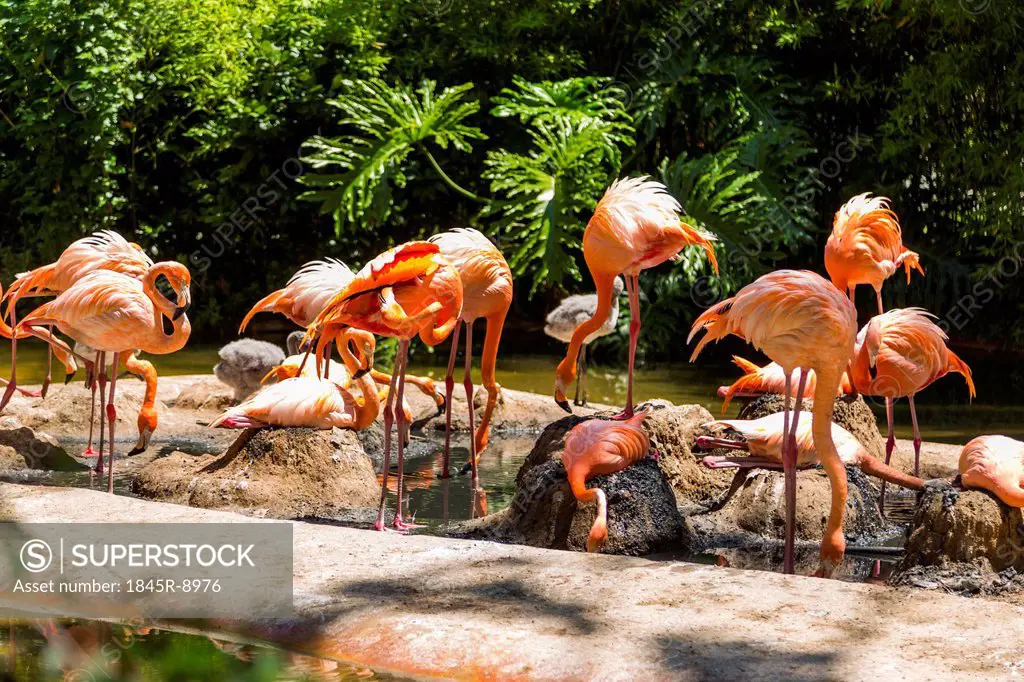 Flock of flamingos in a zoo, Barcelona Zoo, Barcelona, Catalonia, Spain