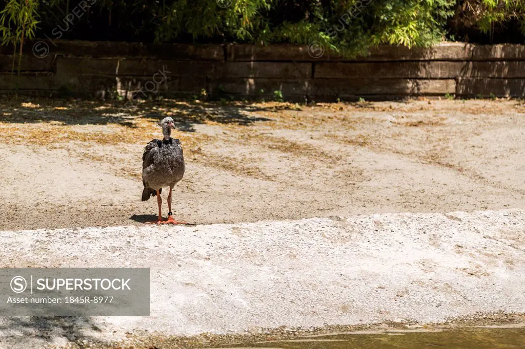 Young ostrich (Struthio camelus) in a zoo, Barcelona Zoo, Barcelona, Catalonia, Spain