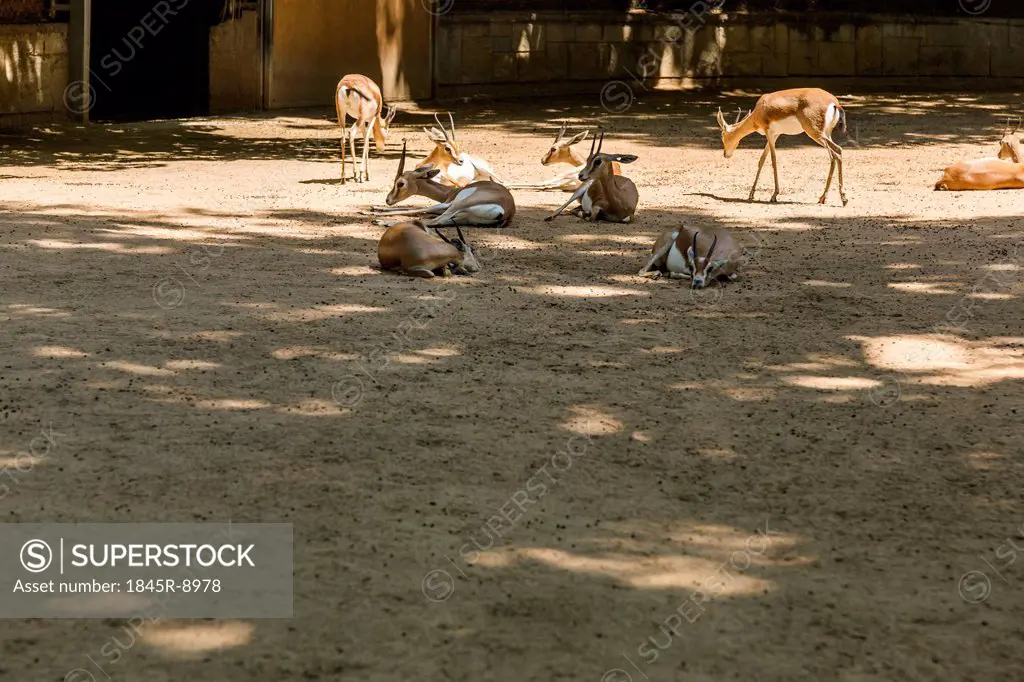 Gazelles in a zoo, Barcelona Zoo, Barcelona, Catalonia, Spain