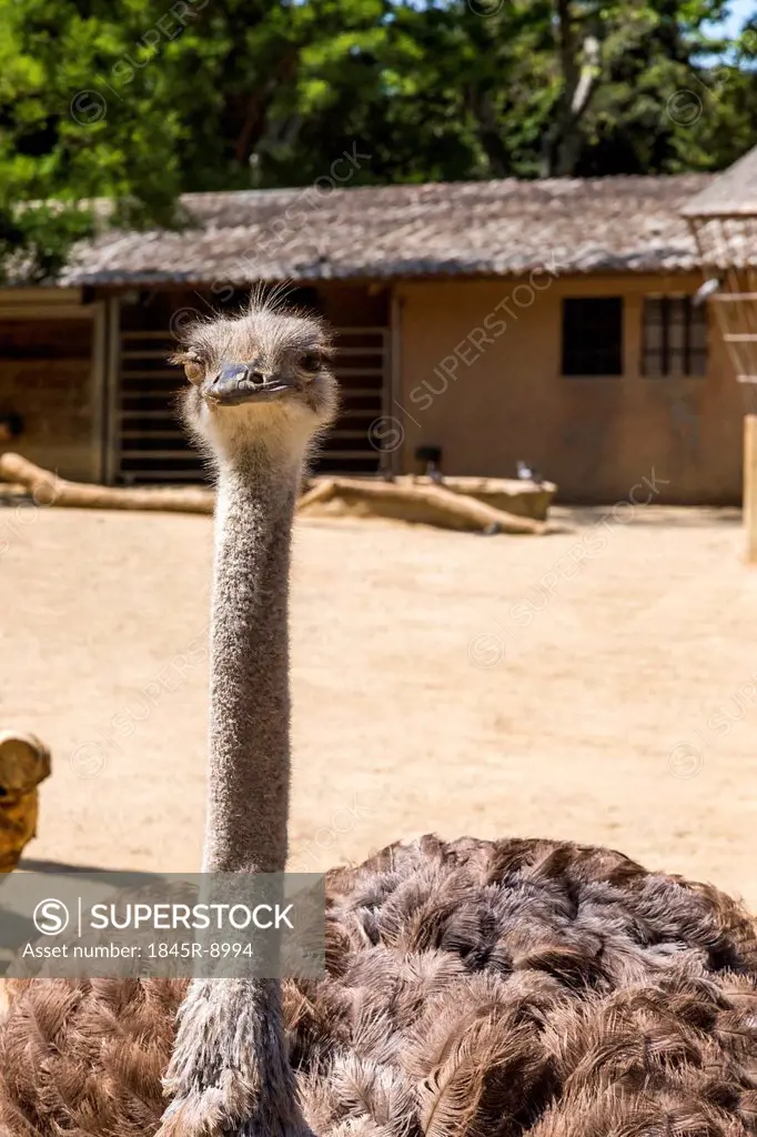 Close-up of a ostrich (Struthio camelus) in a zoo, Barcelona Zoo, Barcelona, Catalonia, Spain