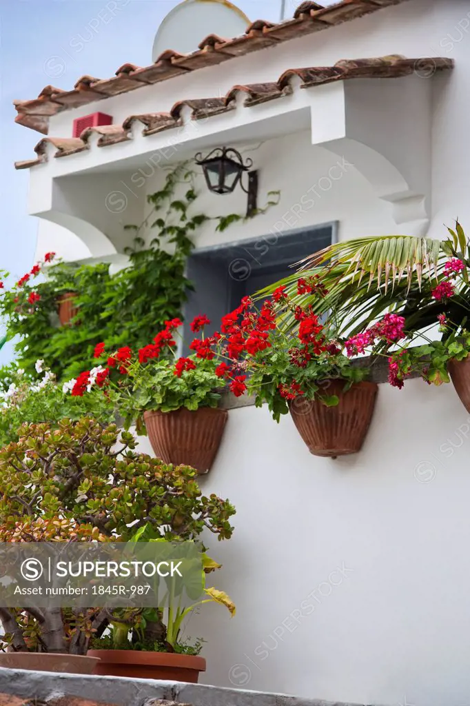Potted plants in front of a building, Ravello, Amalfi Coast, Salerno, Campania, Italy