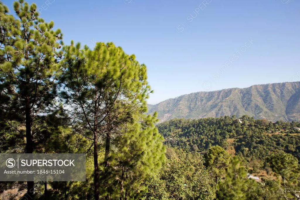 Trees in forest with mountain in the background, Kasauli, Solan District, Himachal Pradesh, India
