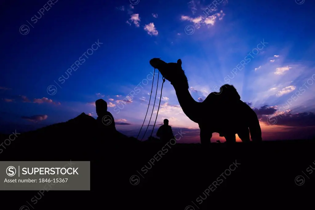 Silhouette of two people with a camel at sunset, Pushkar, Ajmer, Rajasthan, India