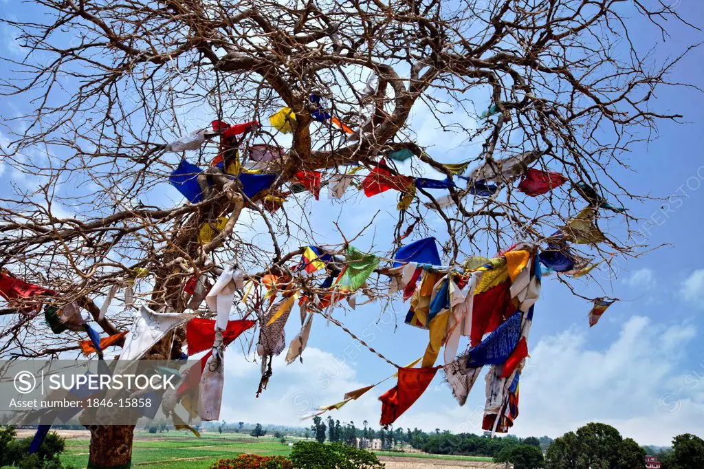 Prayer flags tied up with a tree, Shravasti, Uttar Pradesh, India