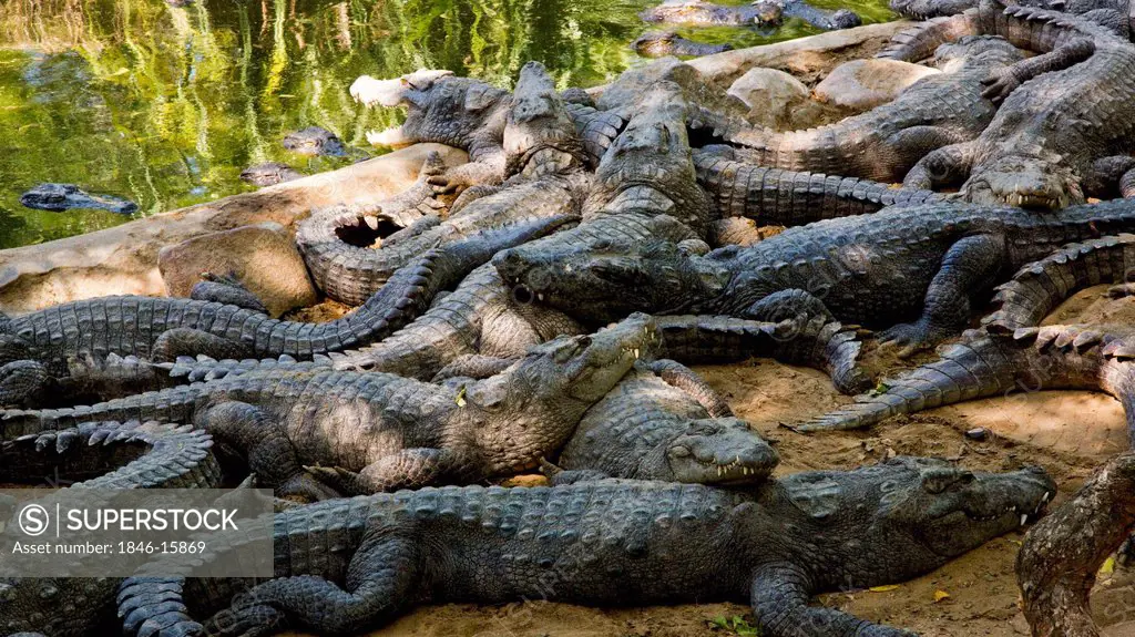 Crocodiles in a zoo, Mahabalipuram, Kanchipuram District, Tamil Nadu, India