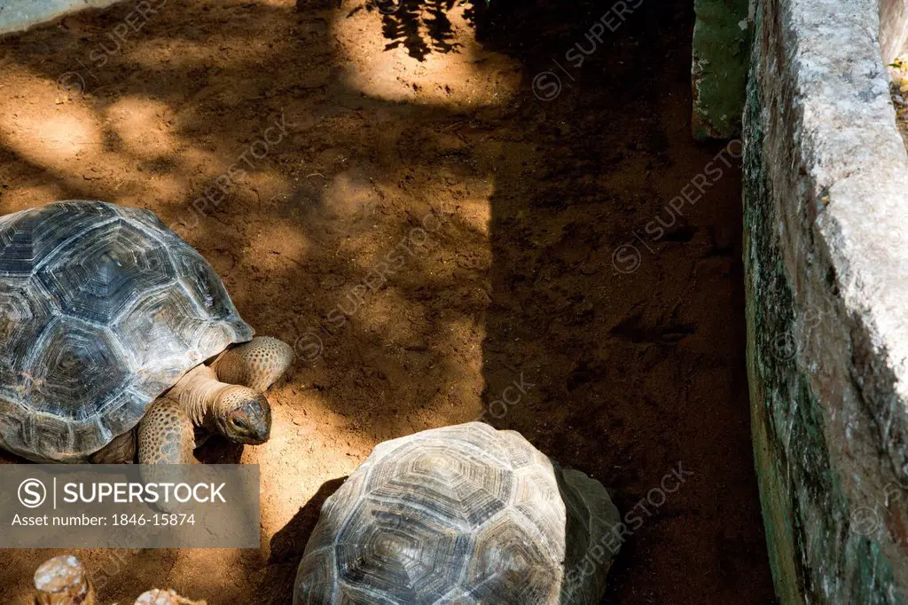 High angle view of two turtles in a zoo, Mahabalipuram, Kanchipuram District, Tamil Nadu, India